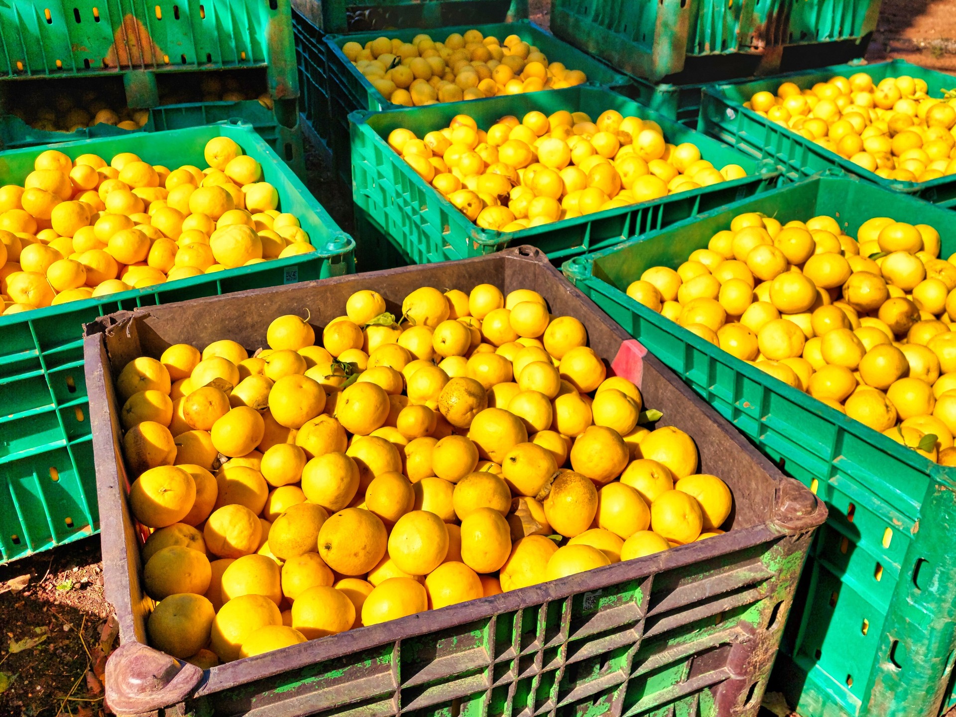 Grapefruit harvest on an Israeli kibbutz.Ð²